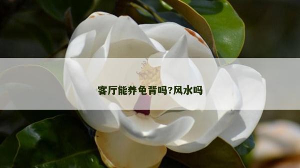 客廳能養龜背嗎?風水嗎