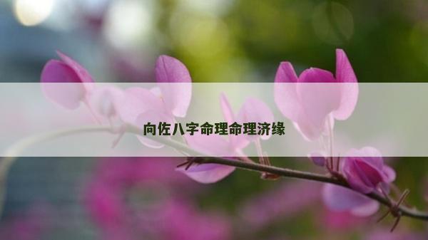 向佐八字命理命理濟緣