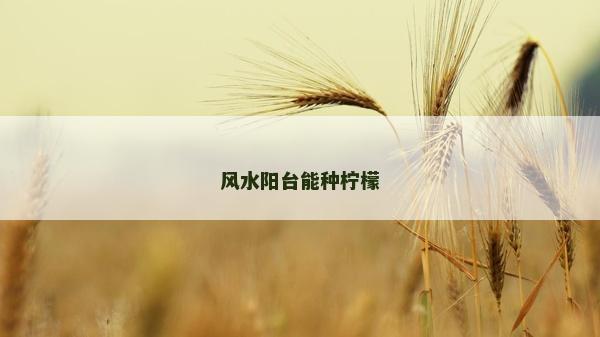 風水陽臺能種檸檬
