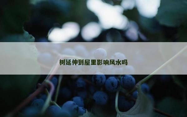 樹延伸到屋里影響風水嗎