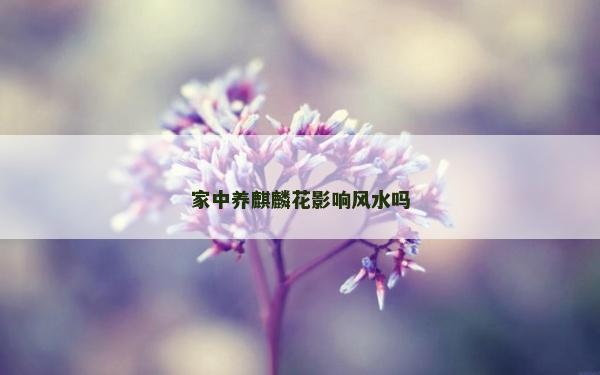 家中養麒麟花影響風水嗎