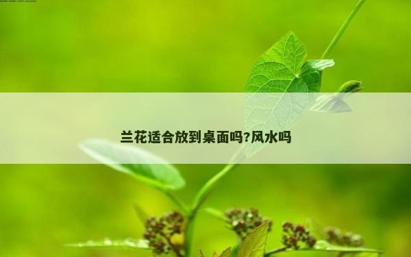 蘭花適合放到桌面嗎?風水嗎