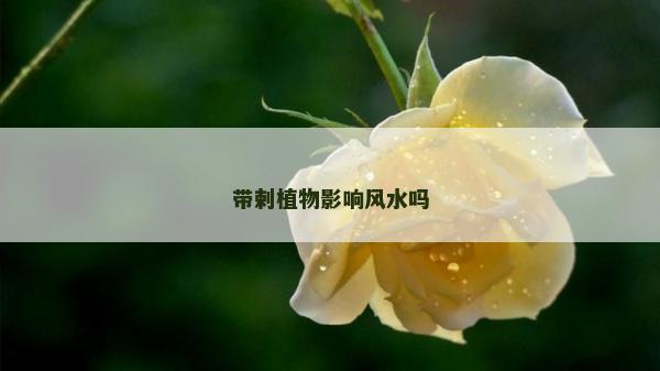 帶剌植物影響風水嗎