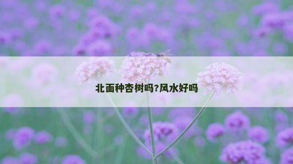 北面種杏樹嗎?風(fēng)水好嗎