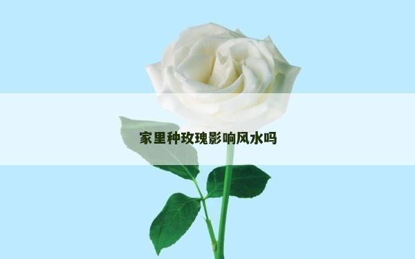 家里種玫瑰影響風水嗎