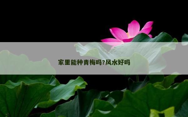 家里能種青梅嗎?風水好嗎