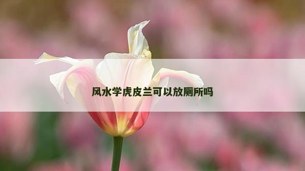 風水學虎皮蘭可以放廁所嗎