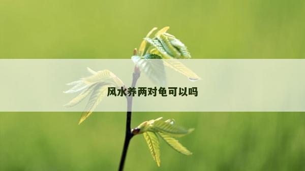 風水養兩對龜可以嗎