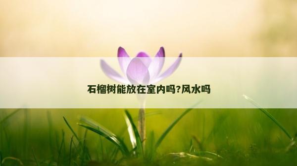 石榴樹能放在室內嗎?風水嗎