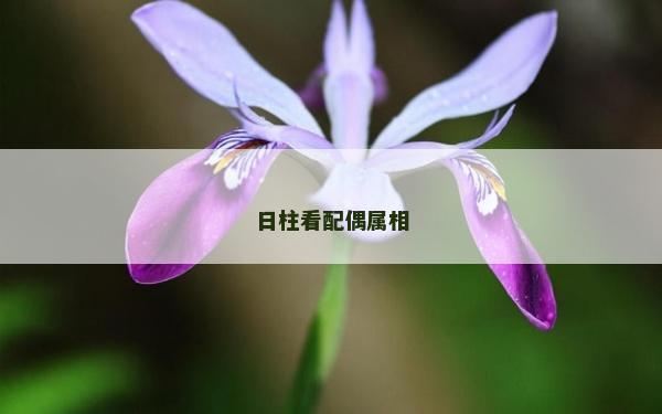 日柱看配偶屬相