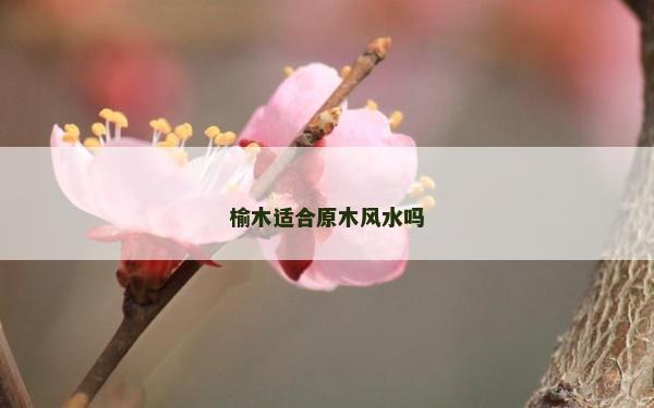 榆木適合原木風(fēng)水嗎