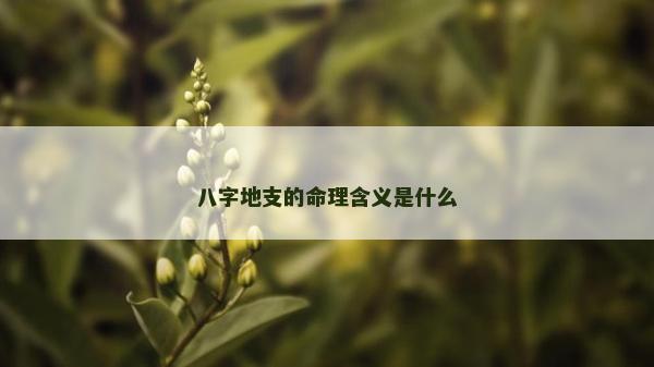 八字地支的命理含義是什么