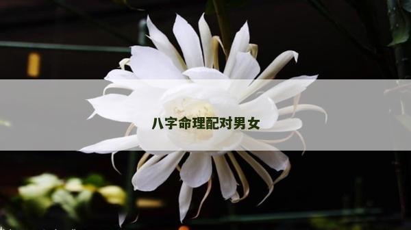 八字命理配對(duì)男女 八字命理配對(duì)男女