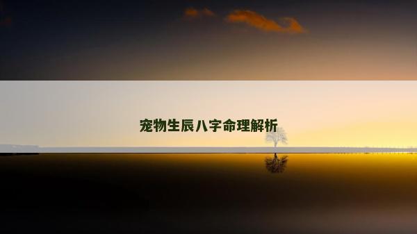 寵物生辰八字命理解析