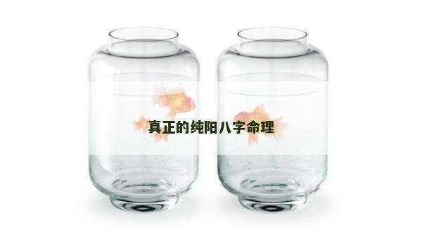 真正的純陽八字命理