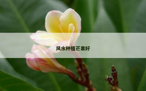 風(fēng)水種植芒果好