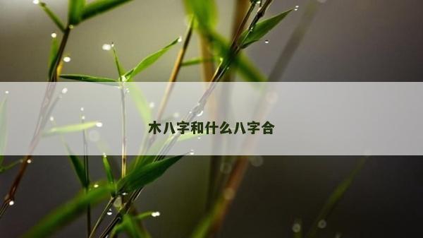 木八字和什么八字合