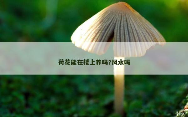 荷花能在樓上養嗎?風水嗎
