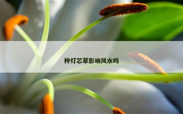 種燈芯草影響風水嗎 種燈芯草影響風水嗎