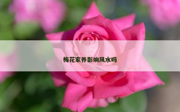 梅花家養影響風水嗎