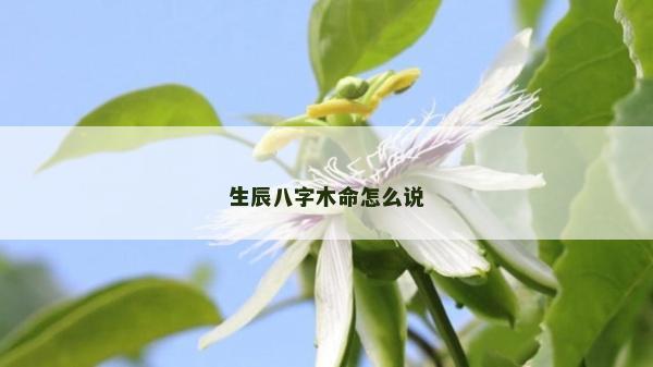 生辰八字木命怎么說