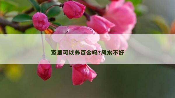 家里可以養百合嗎?風水不好