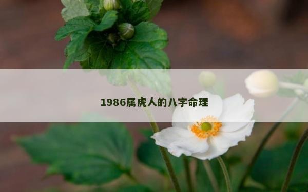 1986屬虎人的八字命理
