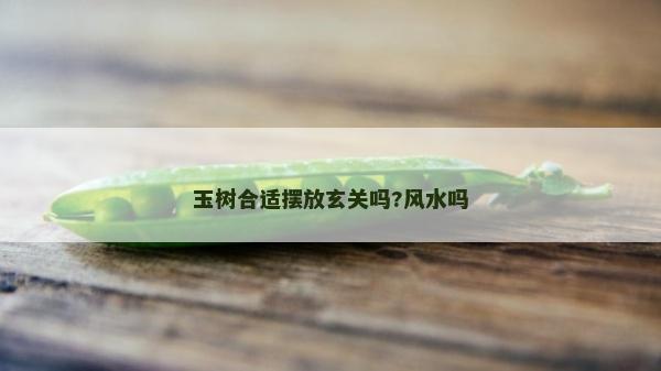 玉樹合適擺放玄關嗎?風水嗎