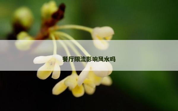 餐廳限流影響風水嗎