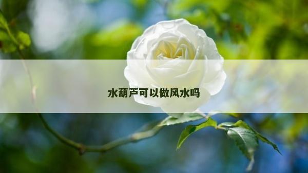 水葫蘆可以做風(fēng)水嗎