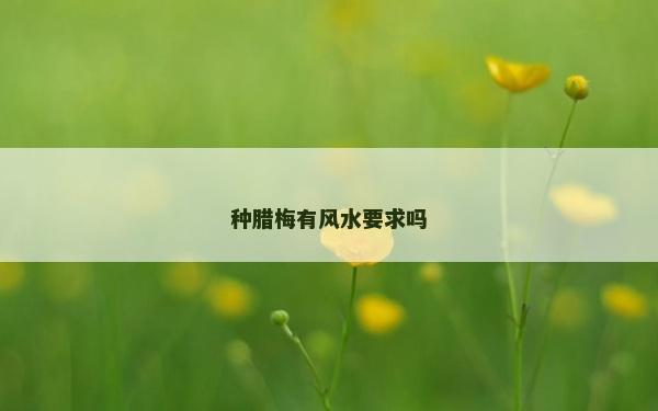 種臘梅有風(fēng)水要求嗎