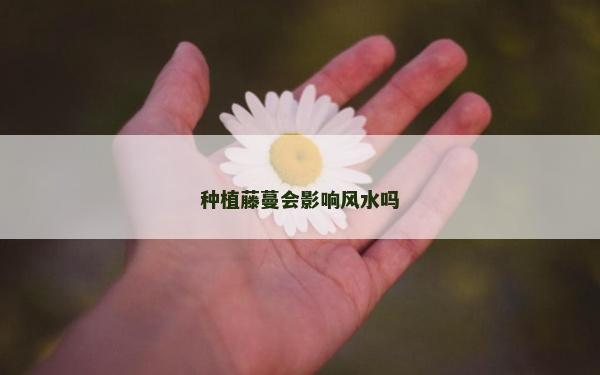 種植藤蔓會(huì)影響風(fēng)水嗎