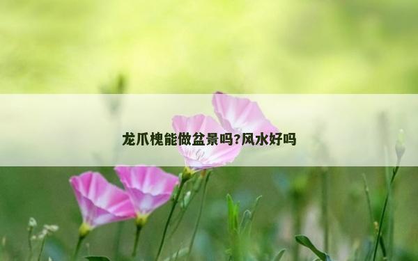 龍爪槐能做盆景嗎?風水好嗎