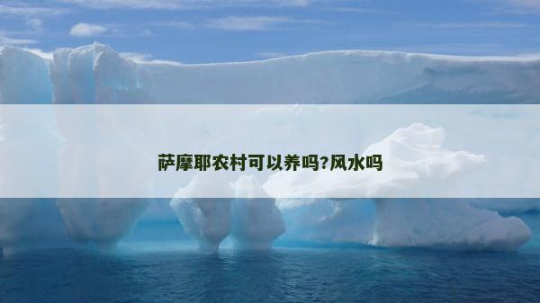 薩摩耶農(nóng)村可以養(yǎng)嗎?風(fēng)水嗎