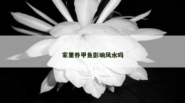家里養(yǎng)甲魚影響風水嗎