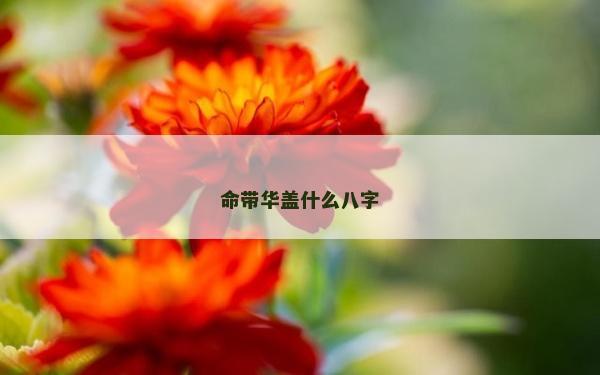 命帶華蓋什么八字
