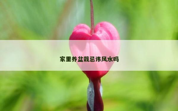 家里養盆栽忌諱風水嗎