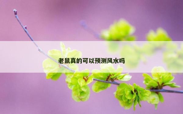 老鼠真的可以預(yù)測(cè)風(fēng)水嗎