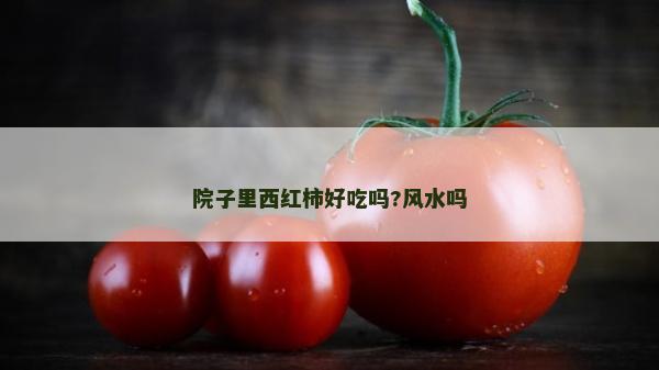 院子里西紅柿好吃嗎?風水嗎