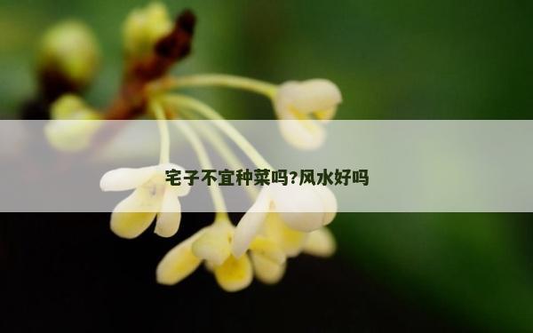宅子不宜種菜嗎?風(fēng)水好嗎