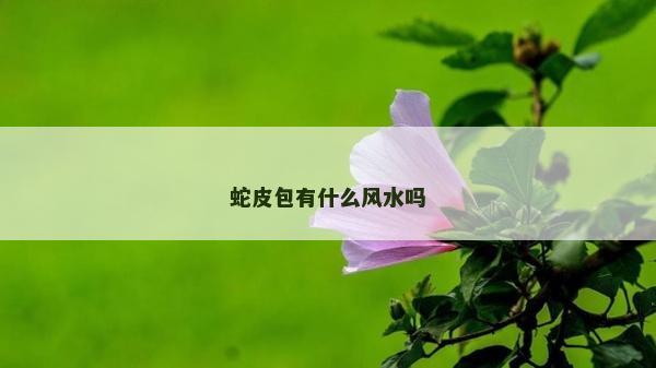 蛇皮包有什么風(fēng)水嗎