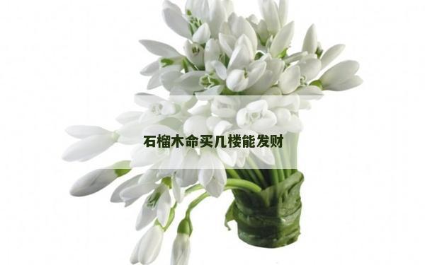 石榴木命買幾樓能發(fā)財