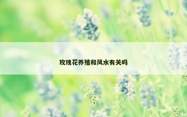 玫瑰花養殖和風水有關嗎