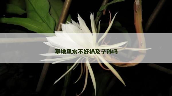 墓地風(fēng)水不好禍及子孫嗎