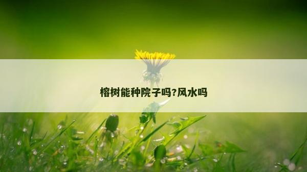 榕樹(shù)能種院子嗎?風(fēng)水嗎