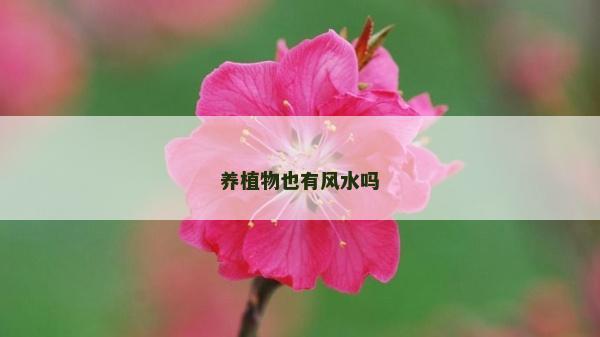 養植物也有風水嗎