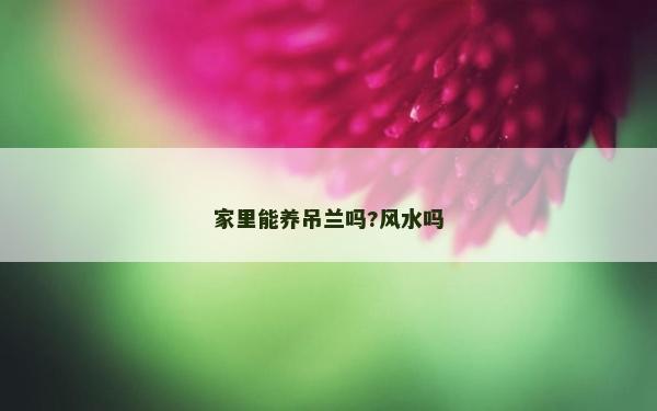 家里能養吊蘭嗎?風水嗎