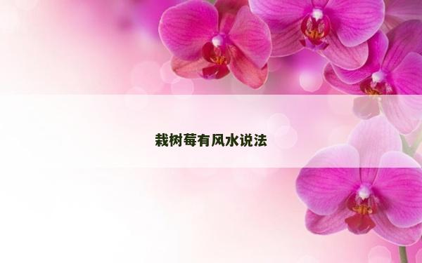 栽樹莓有風水說法