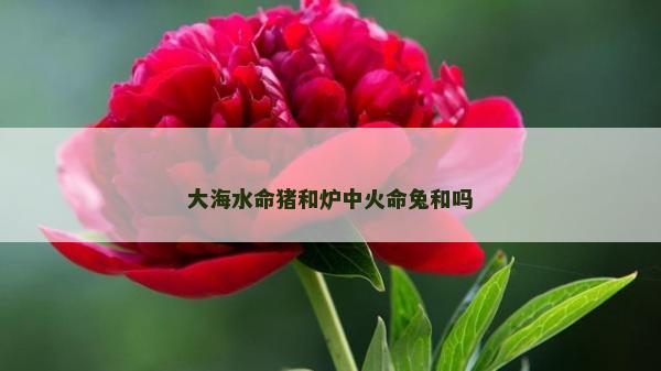 大海水命豬和爐中火命兔和嗎 大海水命豬和爐中火命兔和嗎