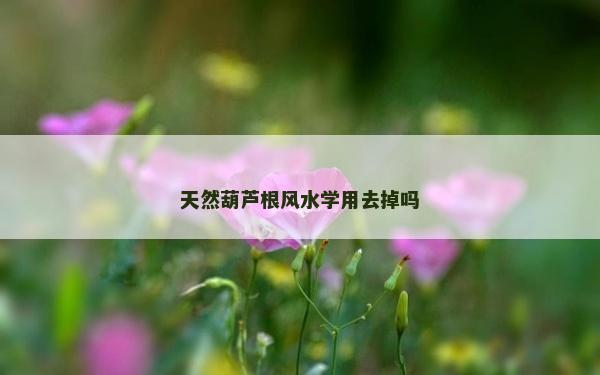 天然葫蘆根風水學用去掉嗎